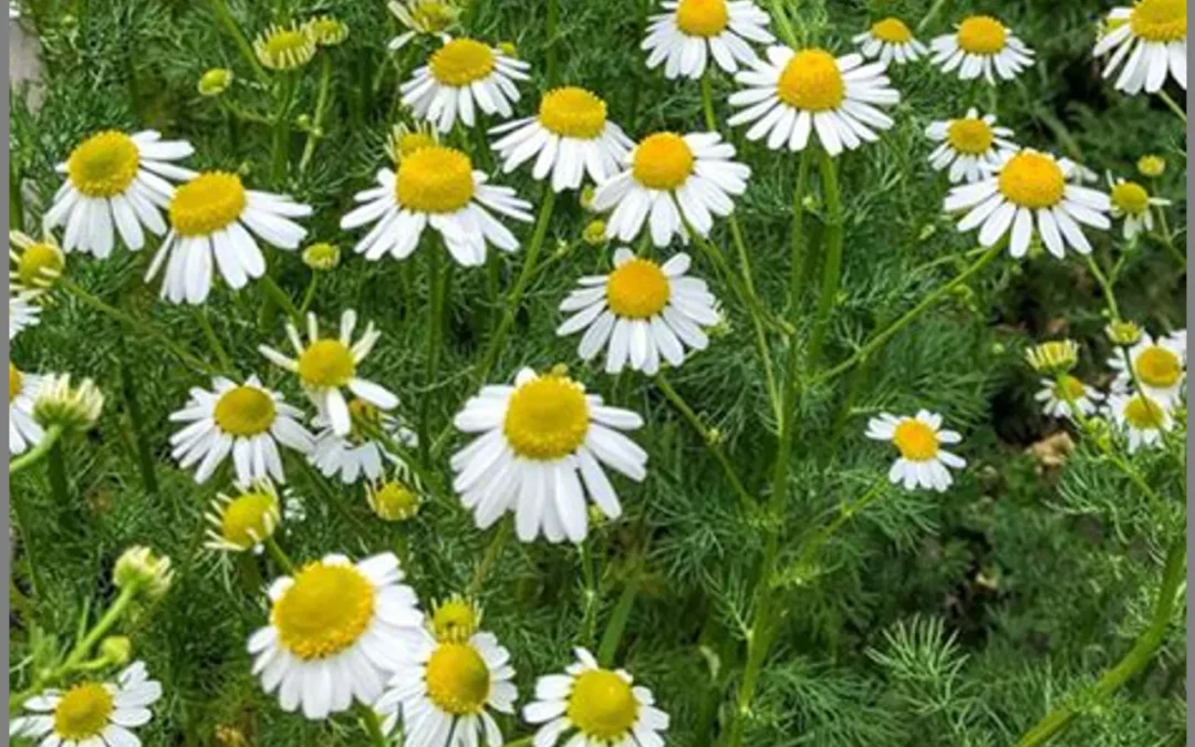 Mengatasi Gangguan Tidur dengan Tanaman Obat Chamomile