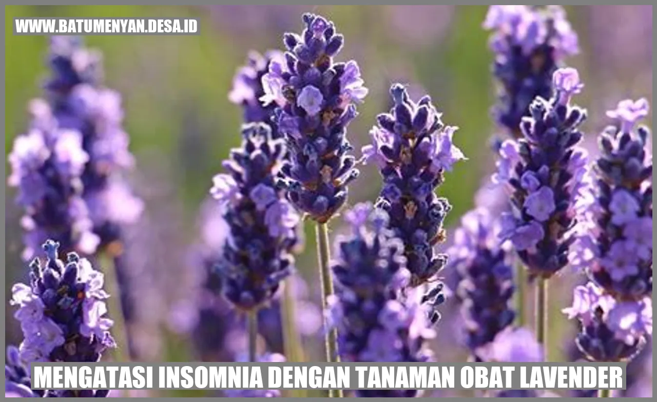 Mengatasi Insomnia dengan Tanaman Obat Lavender