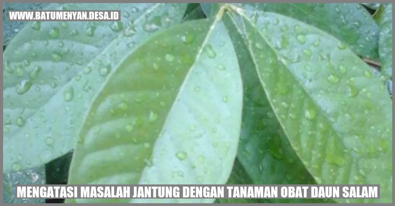 Mengatasi Masalah Jantung dengan Tanaman Obat Daun Salam