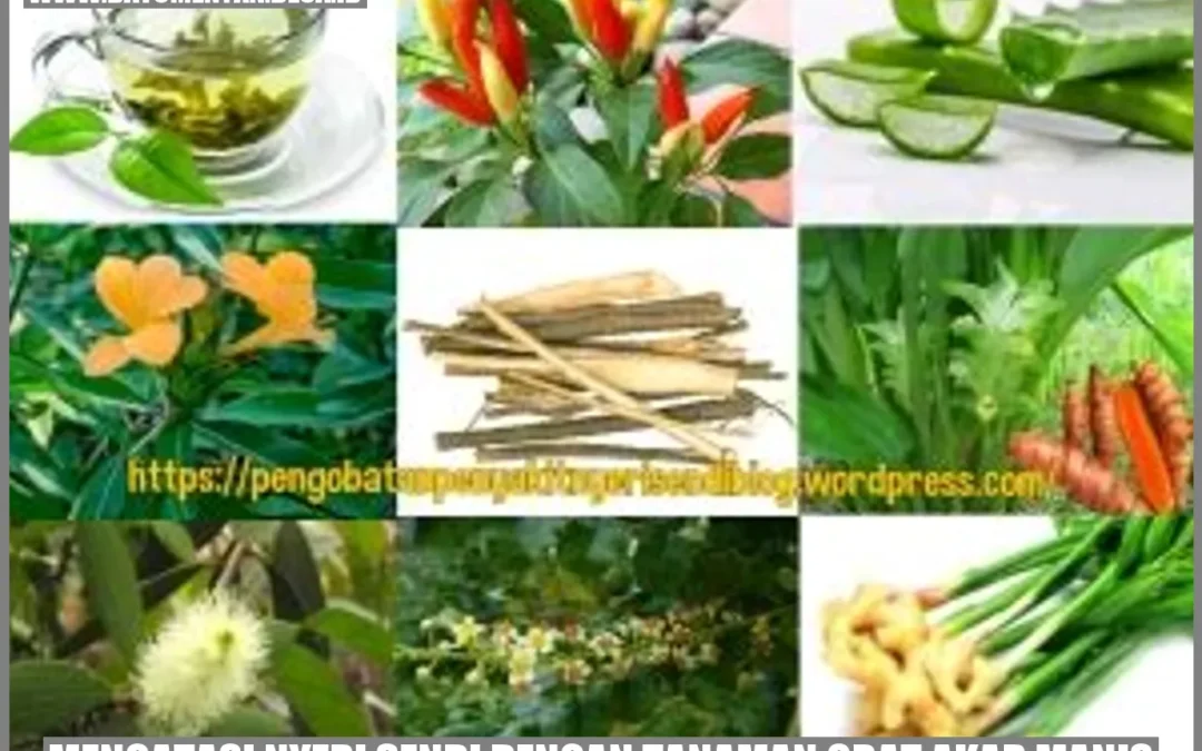 Mengatasi Nyeri Sendi dengan Tanaman Obat Akar Manis