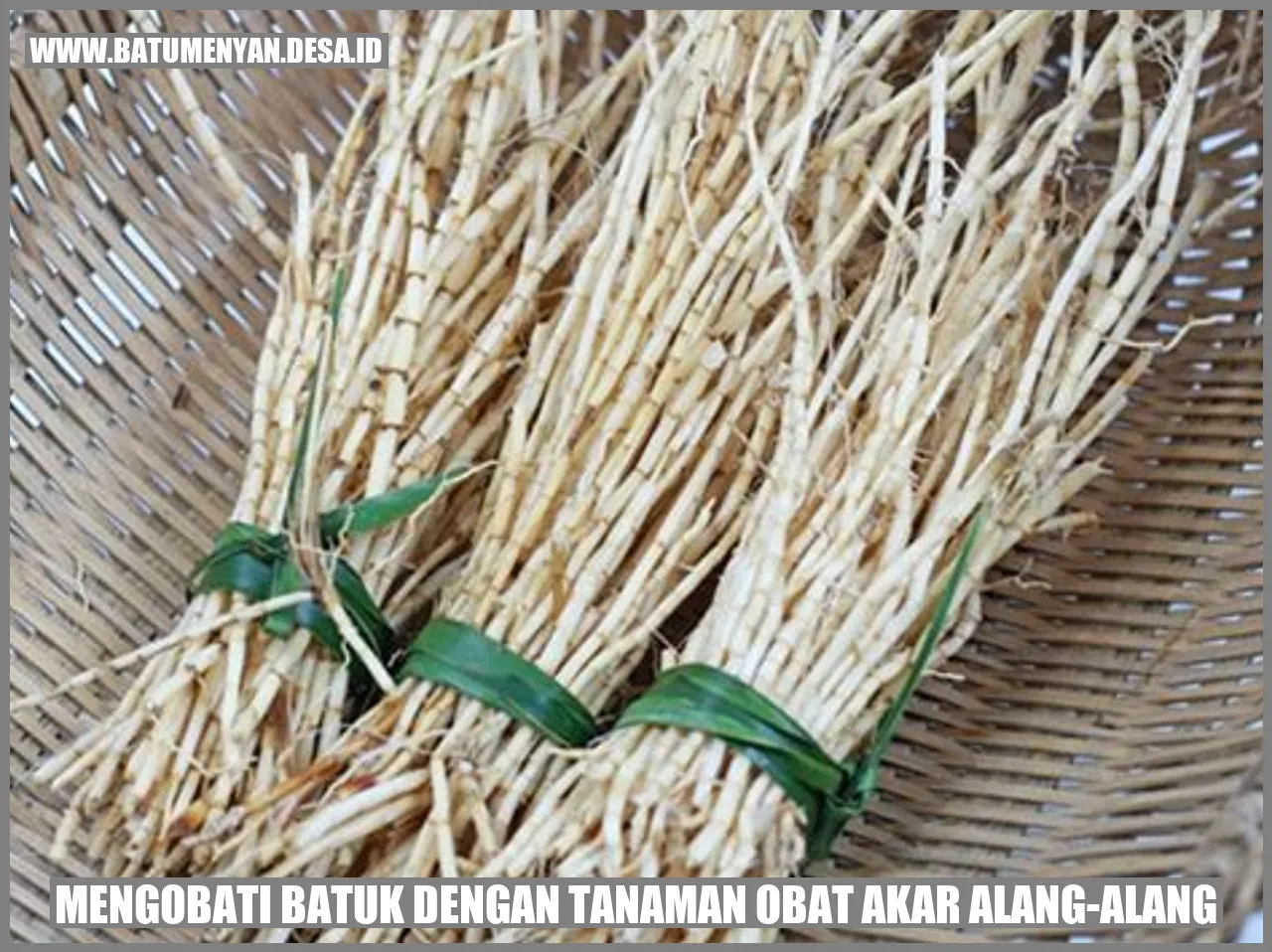 Mengobati Batuk dengan Tanaman Obat Akar Alang-Alang