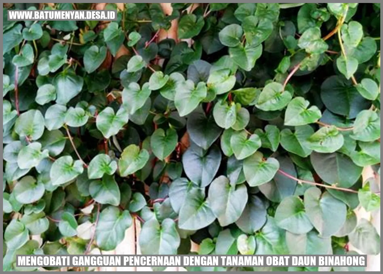 gambar daun binahong