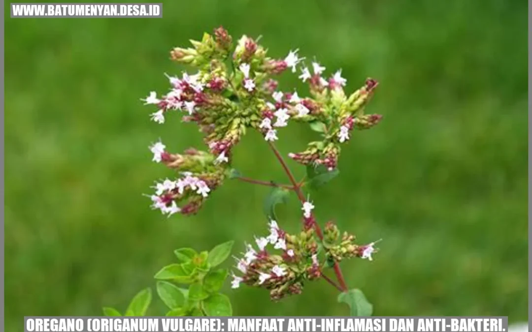 Oregano (Origanum vulgare): Manfaat Anti-inflamasi dan Anti-bakteri.