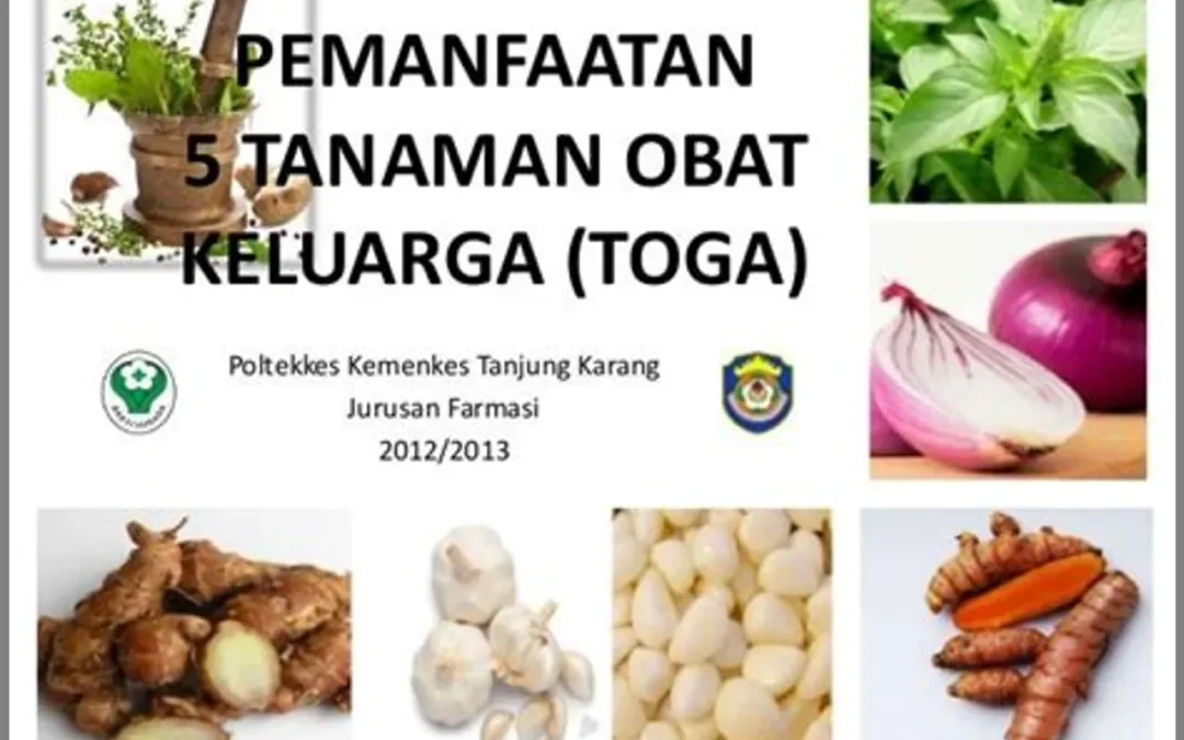 Pemanfaatan Tanaman Obat Tradisional dalam Ekonomi Desa