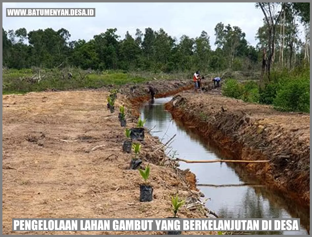 Pengelolaan Lahan Gambut yang Berkelanjutan di Desa