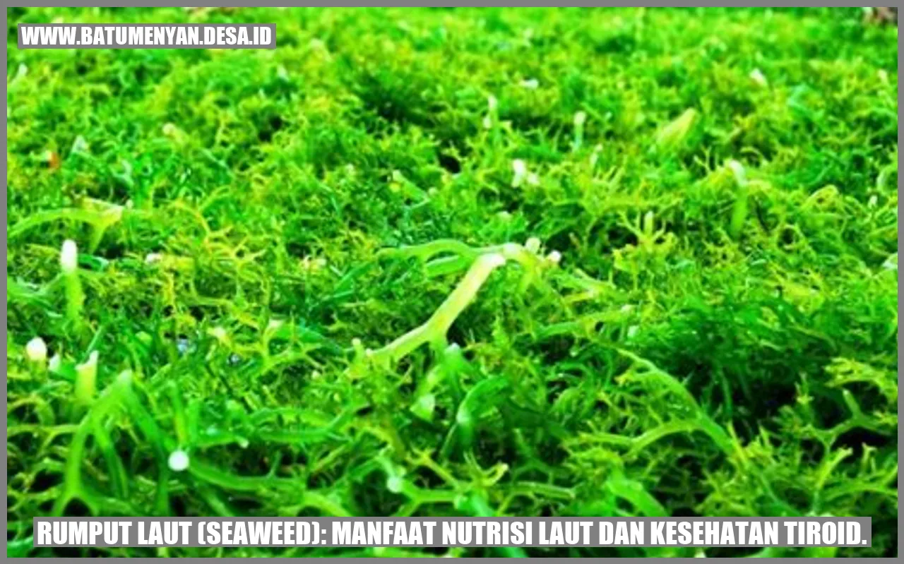 Rumput Laut (Seaweed): Manfaat Nutrisi Laut dan Kesehatan Tiroid.