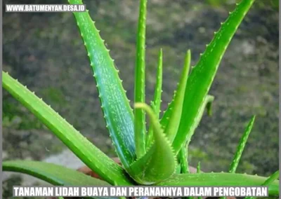 Tanaman Lidah Buaya dan Peranannya dalam Pengobatan