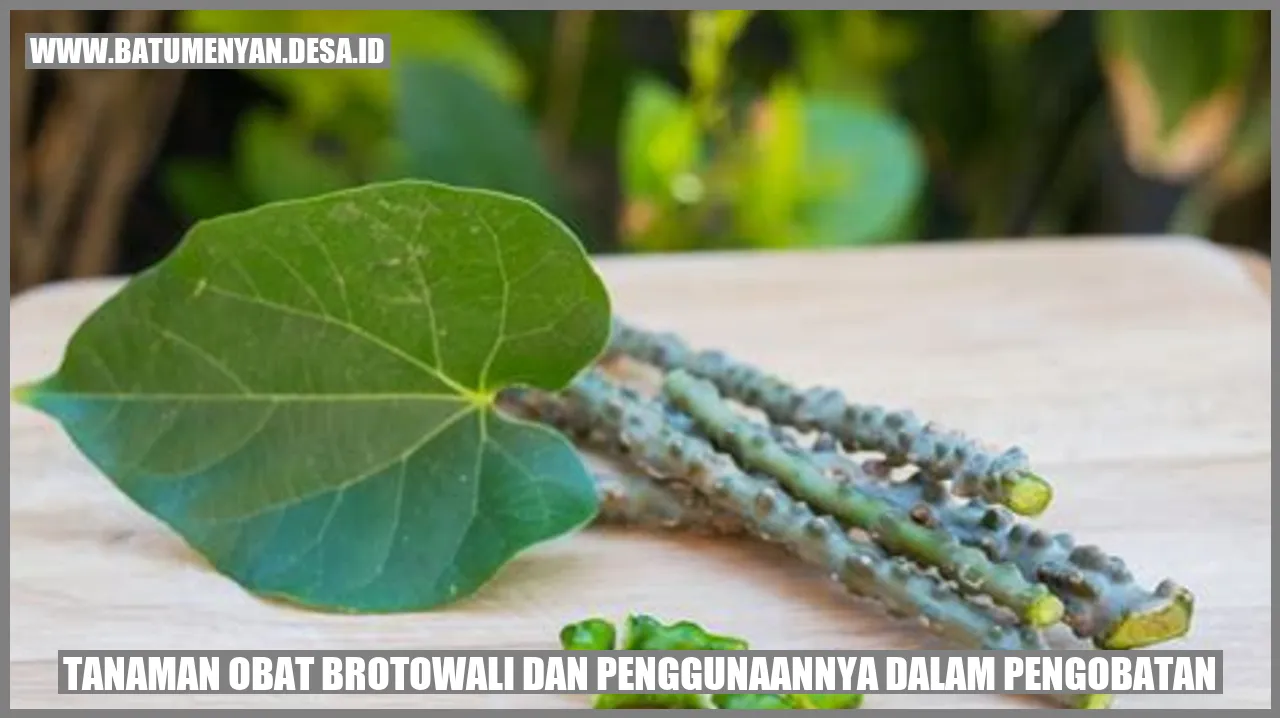 Tanaman Obat Brotowali dan Penggunaannya dalam Pengobatan