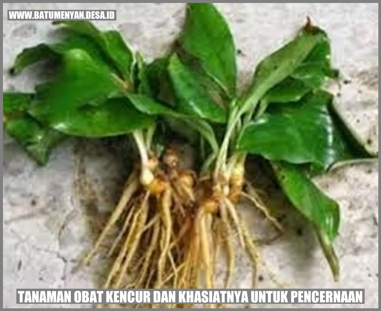 Tanaman Obat Kencur dan Khasiatnya untuk Pencernaan
