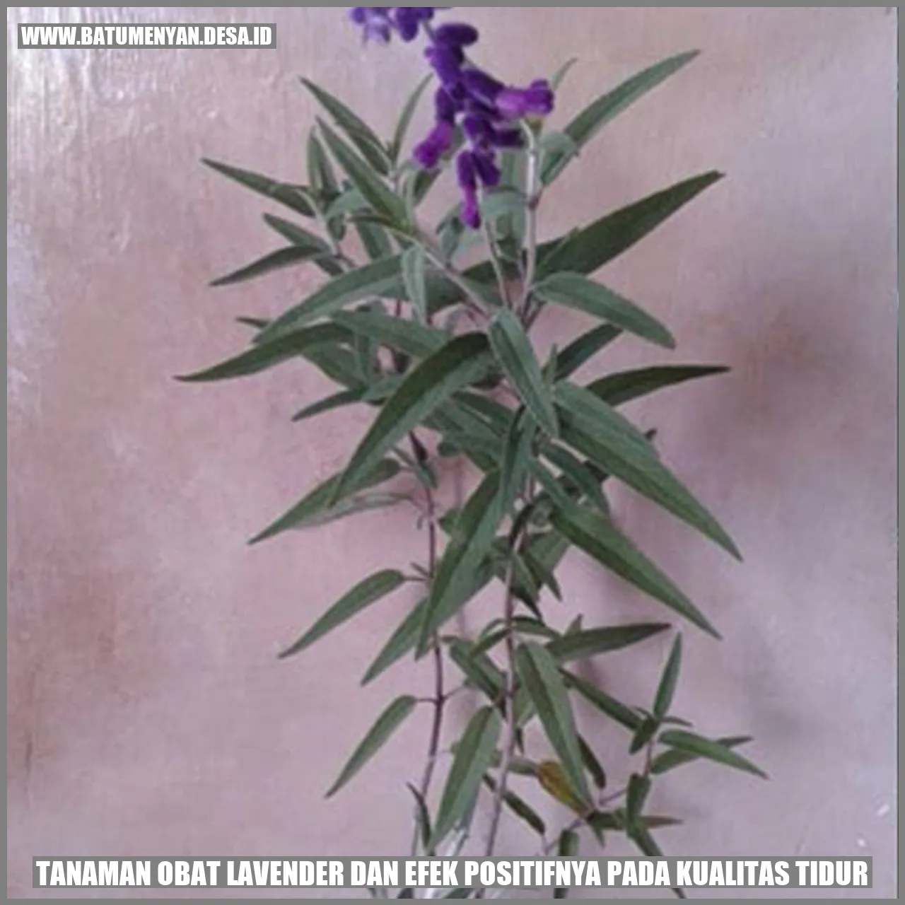 Tanaman Obat Lavender dan Efek Positifnya pada Kualitas Tidur