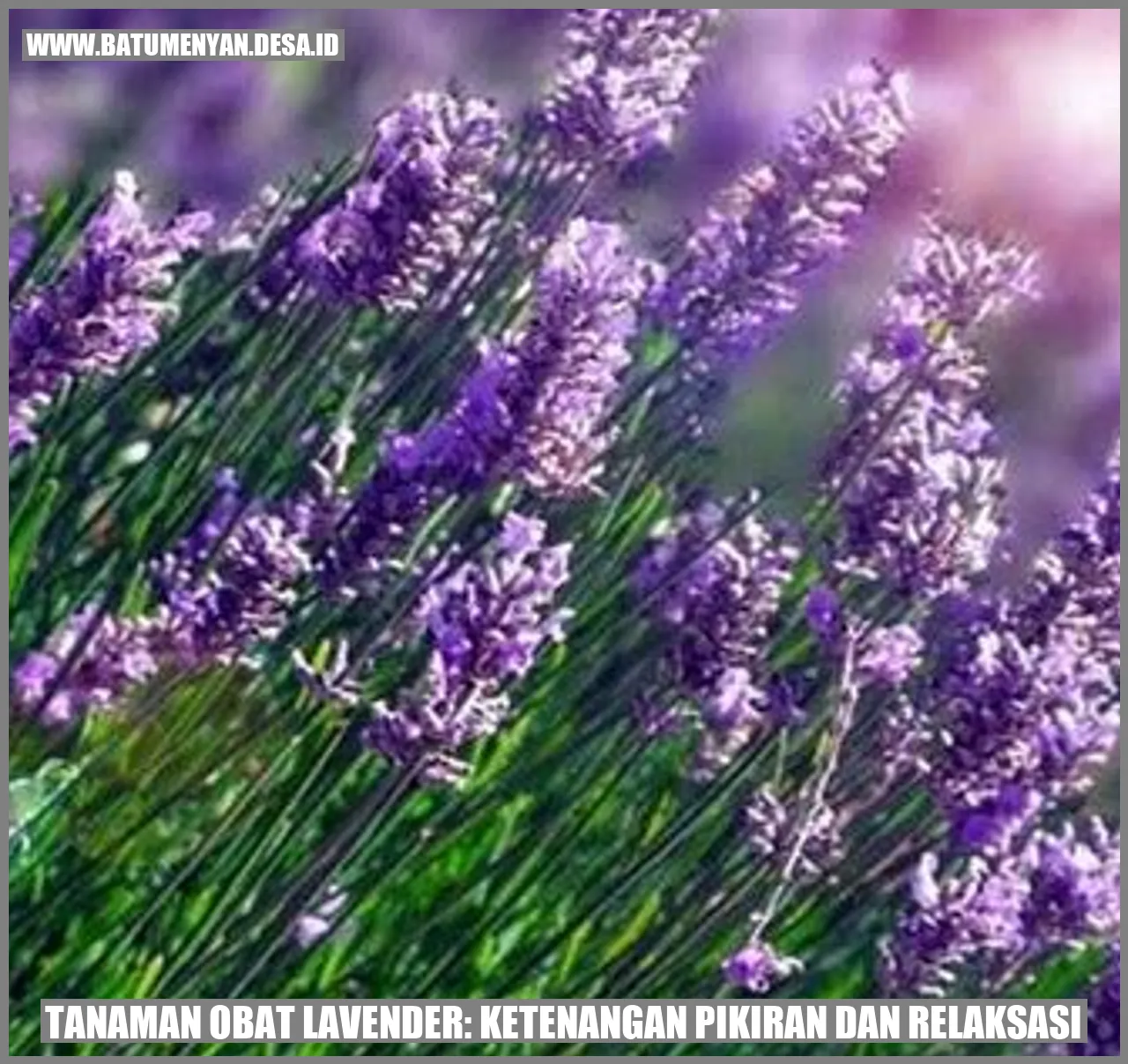 Tanaman Obat Lavender: Ketenangan Pikiran dan Relaksasi