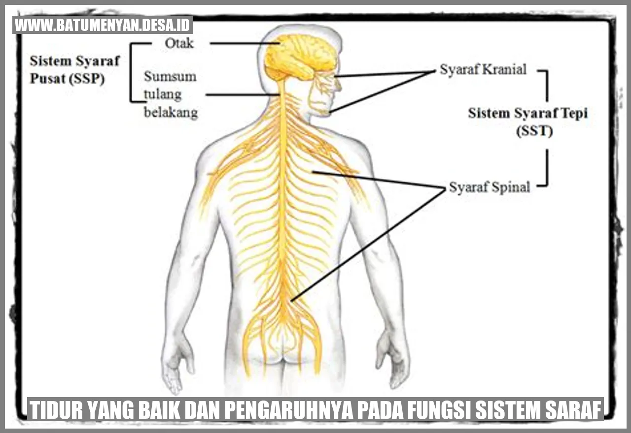 Tidur yang Baik dan Pengaruhnya pada Fungsi Sistem Saraf