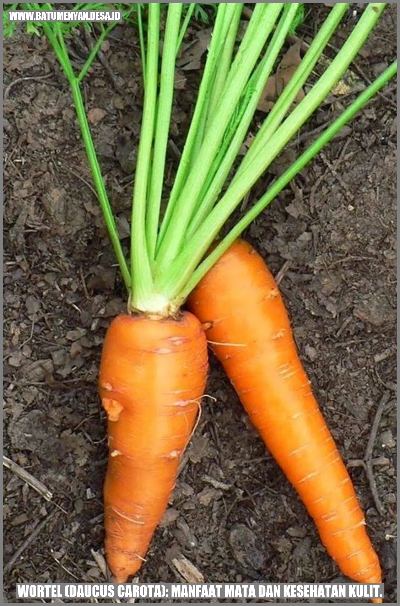 Wortel (Daucus carota): Manfaat Mata dan Kesehatan Kulit.